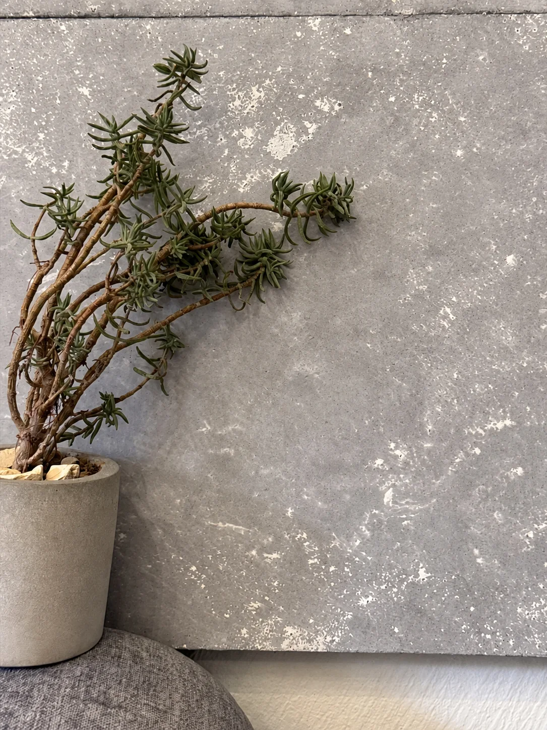 A grey Rumett cast panel on an interior wall behind a potted plant, with light mineral flecks through the surface